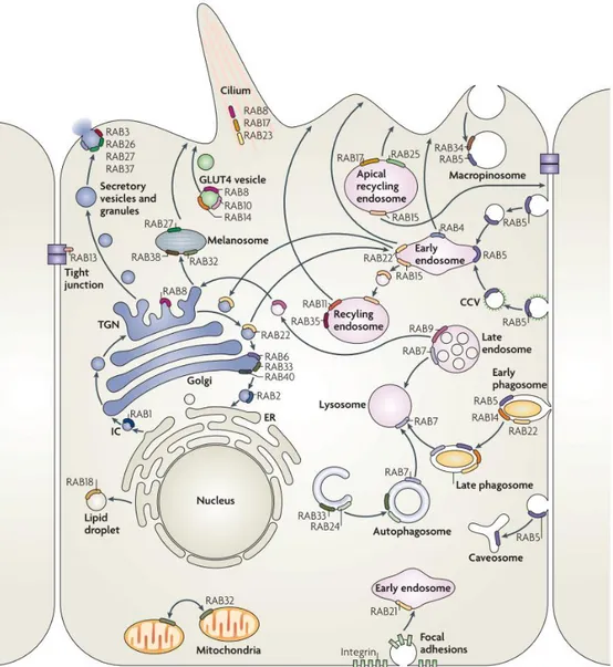 Figure 5. Distribution des protéines Rab sur les membranes intracellulaires. Les protéines Rab, dispersées sur  les  différentes  membranes  intracellulaires,  régulent  les  différentes  voies  de  trafic  et  de  formation  des  compartiments et particip
