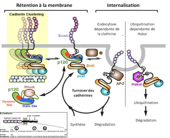 Figure  25 :  Principal  mécanisme  de  régulation  de  l’internalisation  des  cadhérines  par  la  p120ctn 