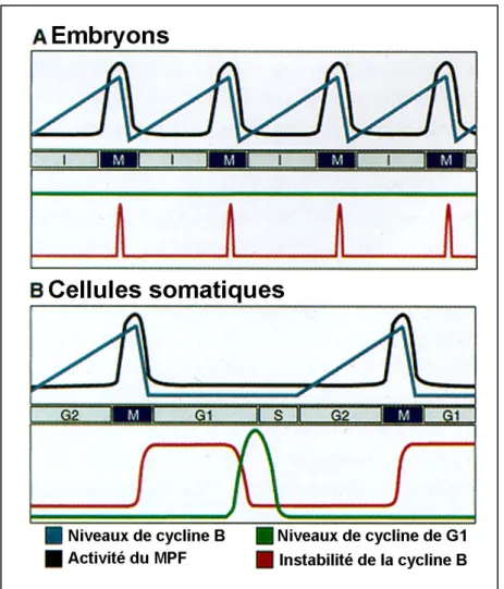 Figure 12 : Modèle de régulation de l’activité MPF dans les embryons et dans les cellules somatiques