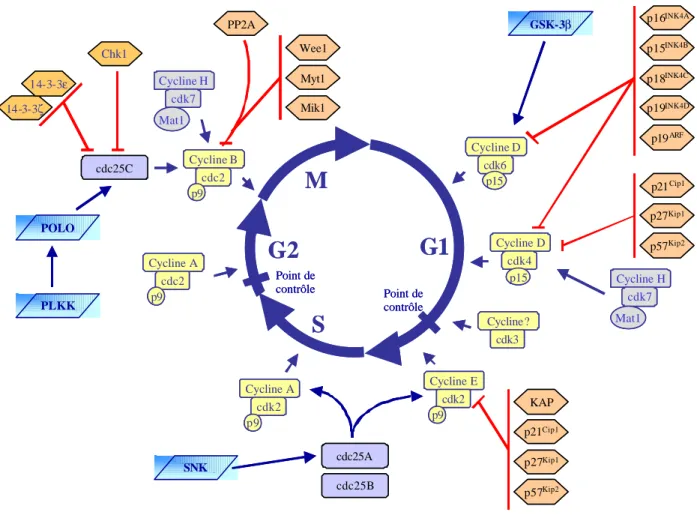 Figure 3- Les différentes interactions protéiques activatrices et inhibitrices au cours des  4 phases du cycle de division cellulaire