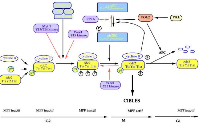 Figure 4 - Régulation de l'entrée en phase M par le complexe p34 cdc2 /cycline B.  
