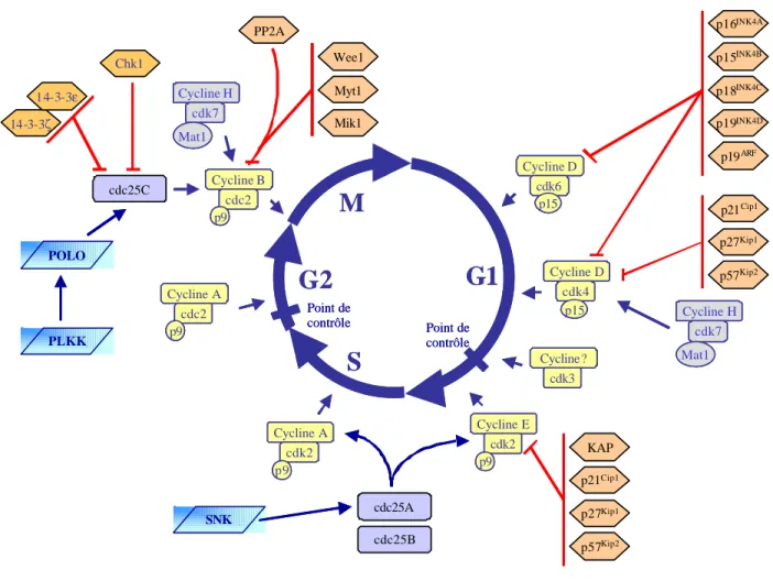 Figure 13- Implication des protéines de la famille Polo dans le contrôle du cycle  cellulaire