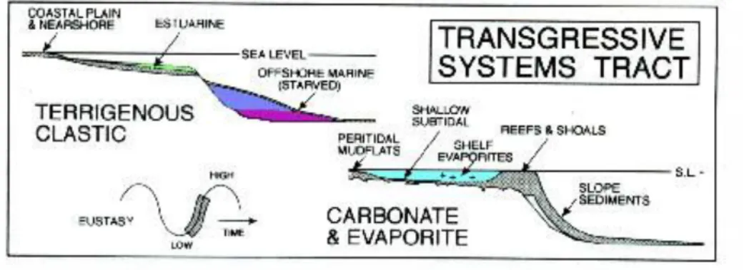 Figure 2-3 : Dessin du système résultant de l'élévation du niveau de la mer (transgressive system tract,  TST; Walker et James, 1992)