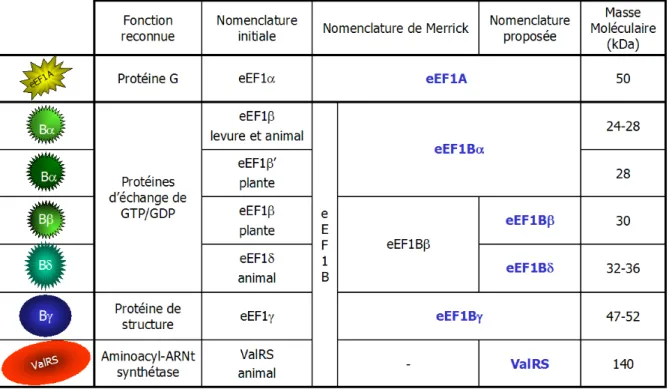 Tableau 1 : Proposition d'une nomenclature clarifiée des composants d'eEF1B 