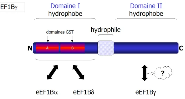 Figure 5 : La protéine eEF1Bγ du complexe eEF1B 