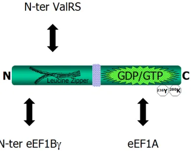 Figure 7 : La protéine eEF1Bδ du complexe eEF1B chez les animaux 