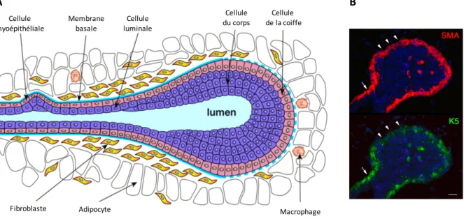 Figure 7 : Organisation morphologique et histologique du bourgeon terminal (TEB) en puberté 