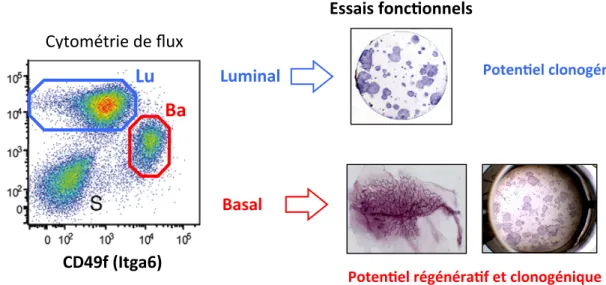 Figure  10 :  Séparation  par  cytométrie  de  flux  et  propriétés  fonctionnelles  des  populations  mammaires  basales et luminales  