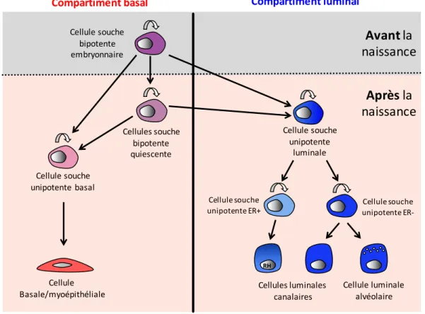 Figure 12 : Schéma modélisant la hiérarchie hypothétique des lignages cellulaires mammaires