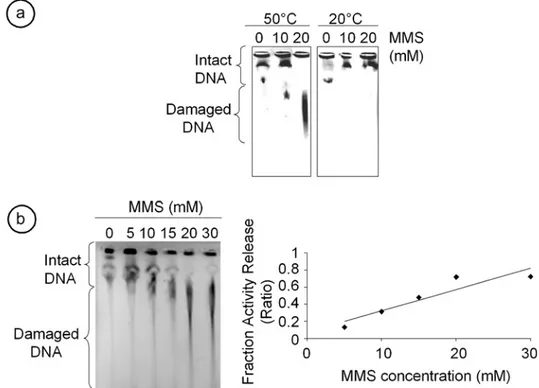 Figure 1a. Altogether, this demonstrates that expo- expo-sure to MMS or bleomycin induces DNA damage in sea urchin embryos as well as in mammalian cells.