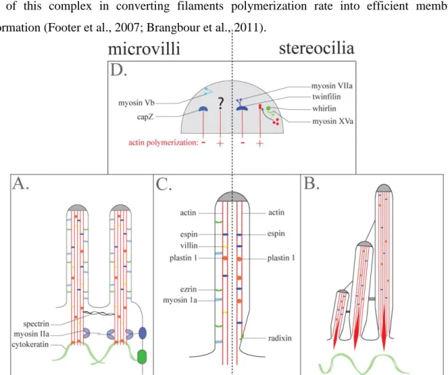 Figure 9: Description of the different molecular components involved in the shape regulation of intestinal  microvilli (right) and stereocilia (left)