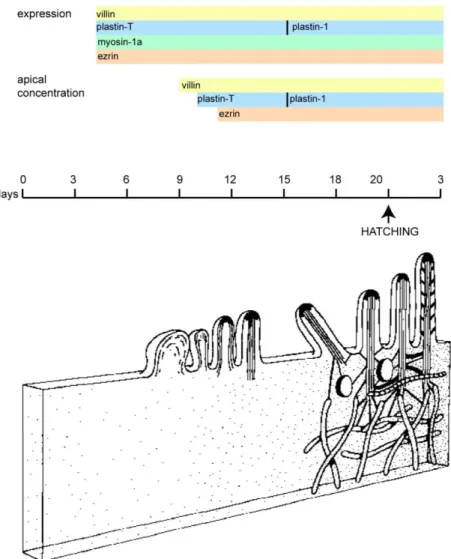 Figure 10: Brush border morphogenesis during embryo development 