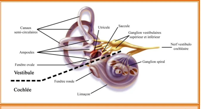 Figure 3: Vue détaillée de l’oreille interne composée par le vestibule et la cochlée  Source: http://www.agefotostock.com/en/Stock-Images/Rights-Managed/BSI-0228806 