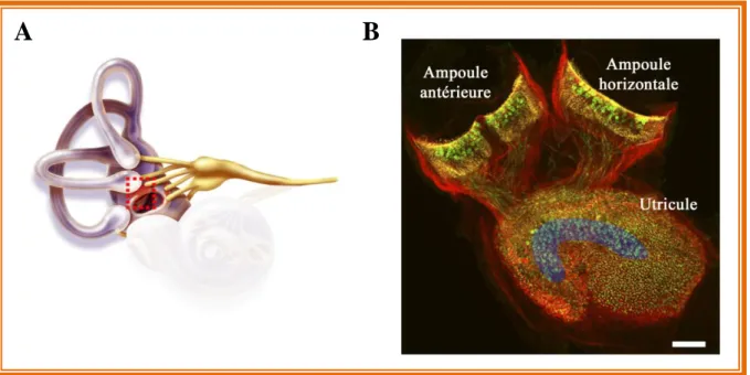 Figure  5:  Epithéliums  ampullaire  et  utriculaire  observés  en  imagerie  confocale  (A)  Le vestibule dans l’oreille interne