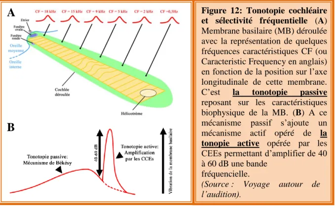 Figure  12:  Tonotopie  cochléaire  et  sélectivité  fréquentielle  (A)  Membrane basilaire (MB) déroulée  avec  la  représentation  de  quelques  fréquences  caractéristiques  CF  (ou  Caracteristic Frequency en anglais)  en fonction de la position sur l’