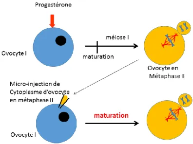 Figure 4 : La découverte de l’activité MPF à partir d’ovocytes de Rana pipiens. 