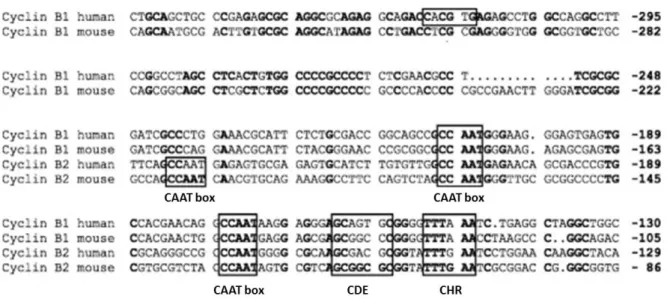 Figure 7 : Comparaison de la séquence des promoteurs de Cycline B1 et Cycline B2  humaines et de souris