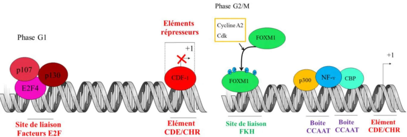 Figure 8 : Régulation de la transcription de l’ARN messager de Cycline B1 au cours des  phases du cycle cellulaire
