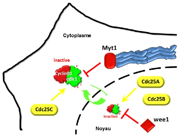 Figure 12 : Localisation subcellulaire des régulateurs du complexe Cycline B1-Cdk1 