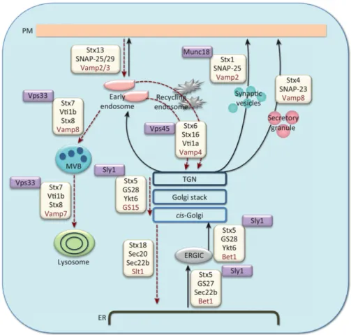 Figure 6 – Les différentes protéines SNAREs impliquées dans les voies endocytiques et de sécrétion chez les mammifères