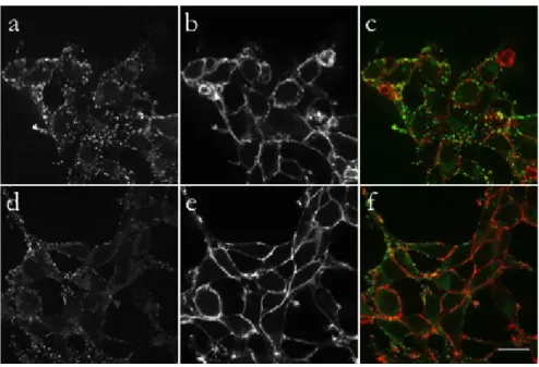 Figure 11 – Visualisation d’EN-2 et du FGF2 à la surface des cellules.