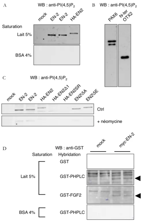 Figure 14 – Interaction directe entre EN-2 et le PI(4,5)P 2 in vitro.