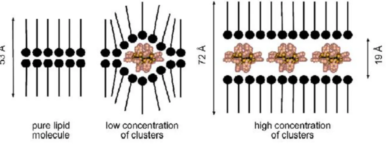 Figure 2.11 – Structure des films de Langmuir-Blodgett compos´ es de mol´ ecules de M n 12