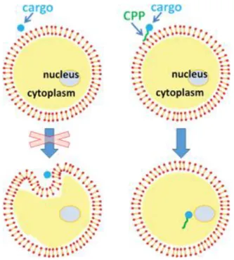 Figure 6. Transport d’une molécule cargaison « cargo » dans les cellules, adaptée de [65]