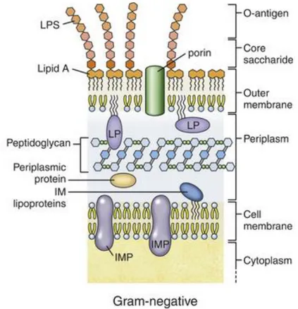 Figure  19.  Structure  générale  d’une  membrane  de  bactérie  à  Gram  négatif.  IMP  et  MP,  protéines membranaires (integral membrane protein) ; IM lipoproteins, lipoprotéines de la  membrane  cytoplasmique  (inner  membrane  lipoproteins) ;  LP,  li