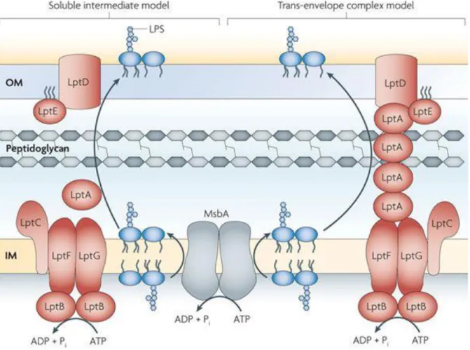 Figure 20. Modèles de transport du lipopolysaccharide à travers la membrane des bactéries  à  Gram  négatif :  modèle  de  l’intermédiaire  soluble  (à  gauche)  et  du  complexe   trans-enveloppe (à droite) [129]