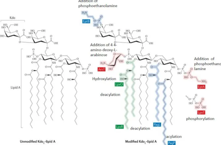 Figure 22. Modifications possibles du lipide A chez les bactéries à Gram négatif pour lutter  contre les molécules antibiotiques et antibactériennes [141].