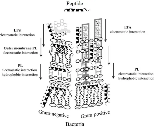 Figure  32.  Interaction  des  peptides  antimicrobiens  avec  les  deux  types  de  membranes  bactériennes lors de l’insertion des peptides dans les membranes [104]