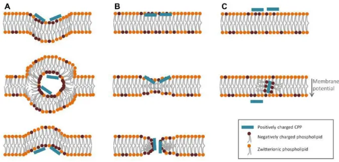 Figure 37. Différents modèles de translocation directe. A : formation de micelles inverses ;  B : formation de pores transitoires, C : transfert de phase [59]