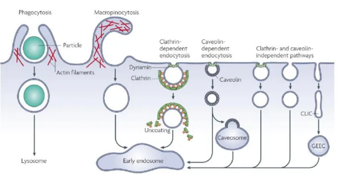 Figure 38. Les différentes voies d’endocytose. CLIC, vecteur indépendant de la clathrine et  de la dynamine (clathrin and dynamin independant carriers) ; GEEC, endosome enrichi en  protéine lié au glycosylphosphatidylinositol (glycosylphosphatidylinositol 