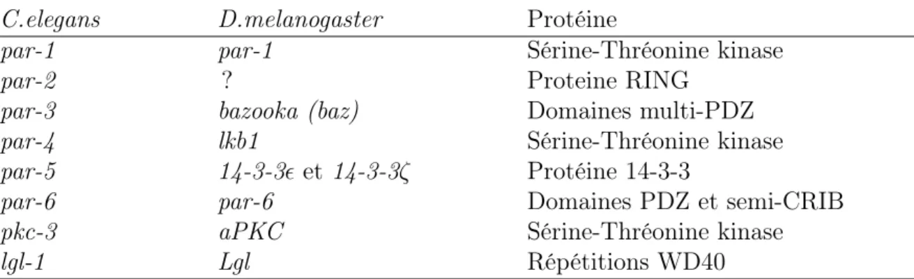 Table 1 – Nomenclature des protéines PAR et de leurs associées, adapté de [Nance and Zallen, 2011]