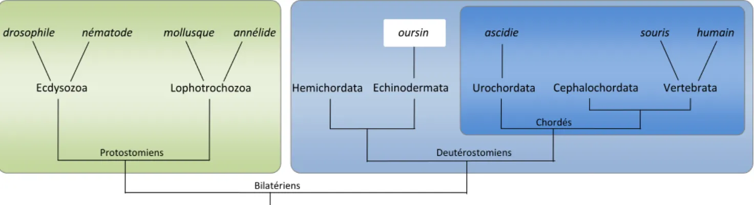 Figure 1.3. Les projets de séquençage des échinodermes, en cours. Les distances phylogénétiques sont indiquées  en millions d’années (mya) et mettent en évidence l’écart entre les différents taxons et S