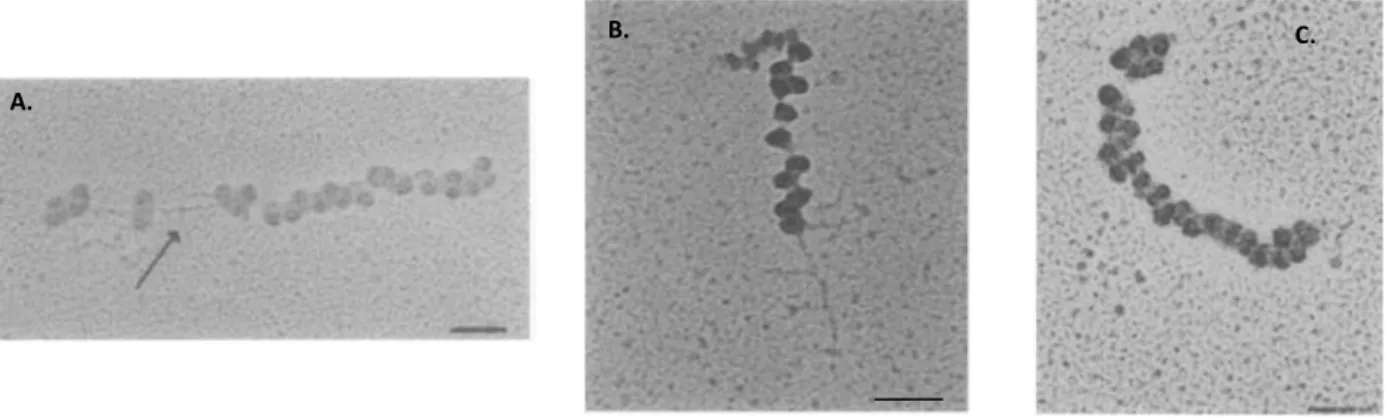 Figure 1.7. Différents types de polysomes extraits des ovules et zygotes d’oursin et visualisés par microscopie  électronique à transmission (selon Martin et Miller, 1983)