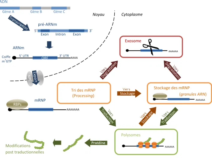 Figure 1.8. Expression d’un gène : la vie d’un ARNm comme mRNP. Les gènes sont transcrits dans le noyau pour  donner un pre-ARNm composé d’exons (bleu foncé) et introns (bleu clair)