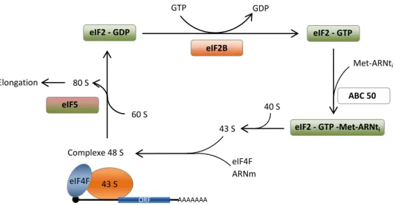 Figure 1.15. Les rôles d’eIF2 et eIF2B dans la traduction, présentés dans l’enchainement de réactions qui  mènent à la synthèse protéique