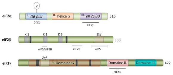 Figure 1.16. Les sous-unités d’eIF2 sont représentées sous forme de rectangles verts symbolisant les chaines  polypeptidiques linaires