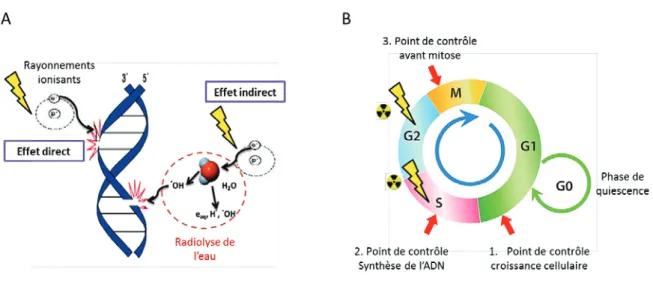 Figure 2 : Conséquences cellulaires des rayonnements ionisants : (A) Effets directs et indirects des  rayonnements ionisants sur l’ADN ; (B) Etapes du cycle cellulaire impactées après irradiation