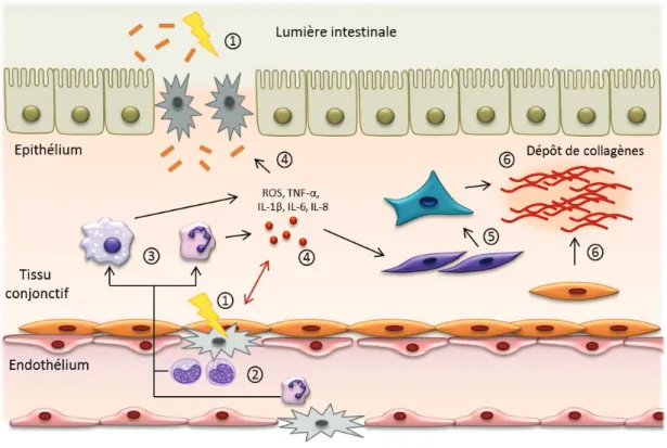 Figure 8 : Principales étapes de la réponse inflammatoire radio-induite : relation entre inflammation et  fibrose digestive