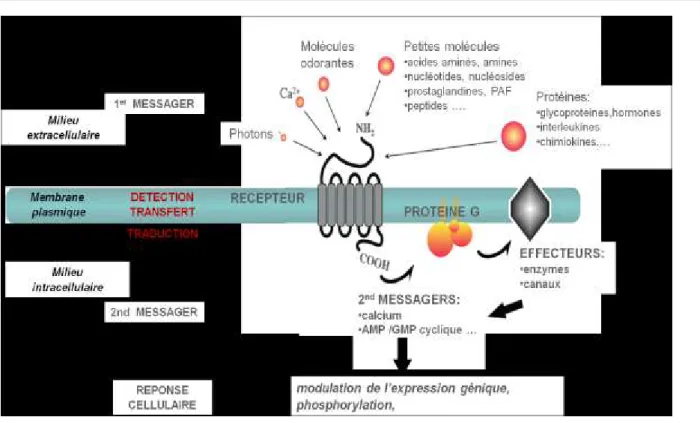 Figure I-1 : Principe de la transduction du signal en aval des Récepteurs Couplés aux Protéines G