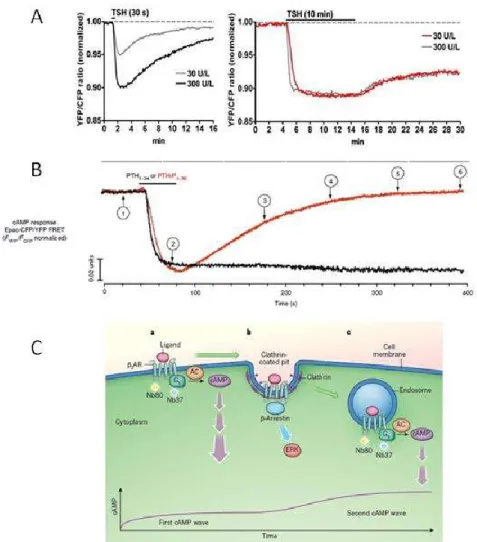 Figure  I-9  :  Résultats  principaux  issus  de  différentes  études  sur  la  transduction  du  signal  AMPc  par des récepteurs internalisés