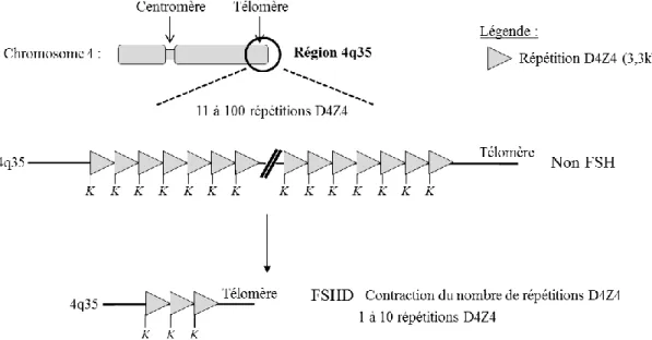 FIGURE 3. Description du locus FSHD. Le locus FSHD est localisé en région subtélomérique 4q35