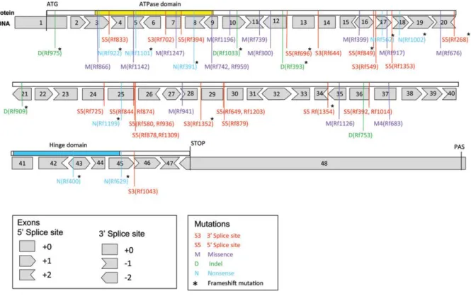 FIGURE 10. Spectre des mutations dans SMCHD1 retrouvées chez les patients FSHD2. Les mutations  peuvent être de type non-sens (en bleu), faux-sens (en violet), délétions (en vert), dans des sites  d’épissages en 3’ ou 5’ (en rouge) et induire un décalage d
