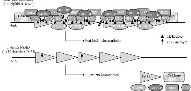 FIGURE 11. Modèle d’interaction entre les différents facteurs épigénétiques aux répétitions D4Z4  chez des individus contrôles et chez des patients FSHD