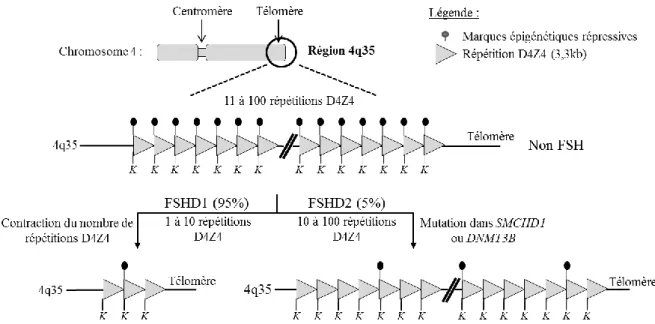 FIGURE 13. Caractéristiques génétiques et épigénétiques des patients FSHD1 et FSHD2. Le locus  FSHD est localisé en région subtélomérique 4q35
