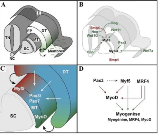 Figure 1 : Développement des muscles squelettiques des membres. (A) Représentation de la somitogenèse à  partir  du  mésoderme  paraxial