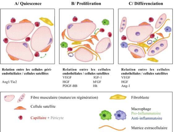 Figure  6 :  Relation  entre  les  cellules  des  vaisseaux  sanguins  et  les  cellules  satellites  au  cours  de  la  régénération  musculaire